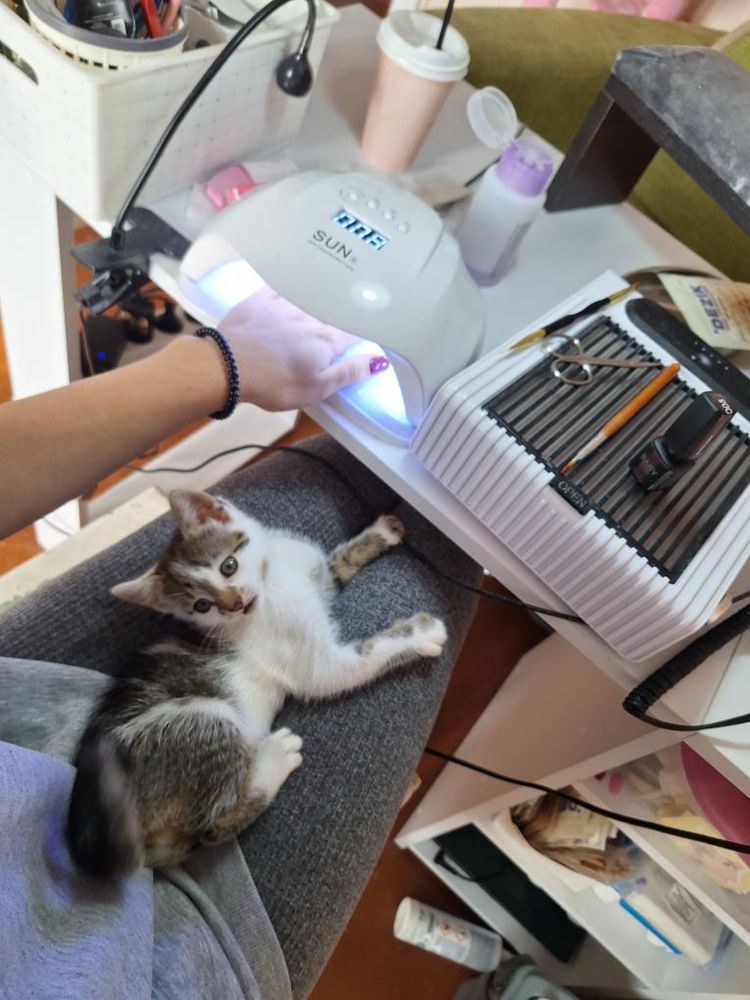 Шукаю люблячу сімʼю для кошеняти
