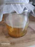 Kombucha. 
Scooby