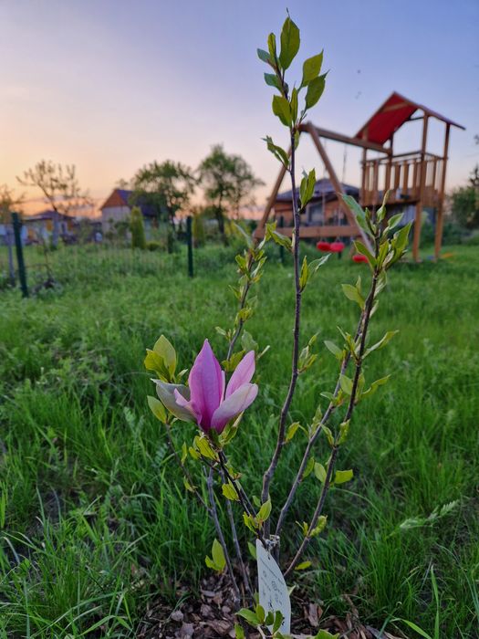 Działka na ROD Slonecznik