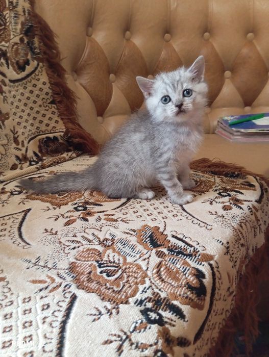 Шотландские котята