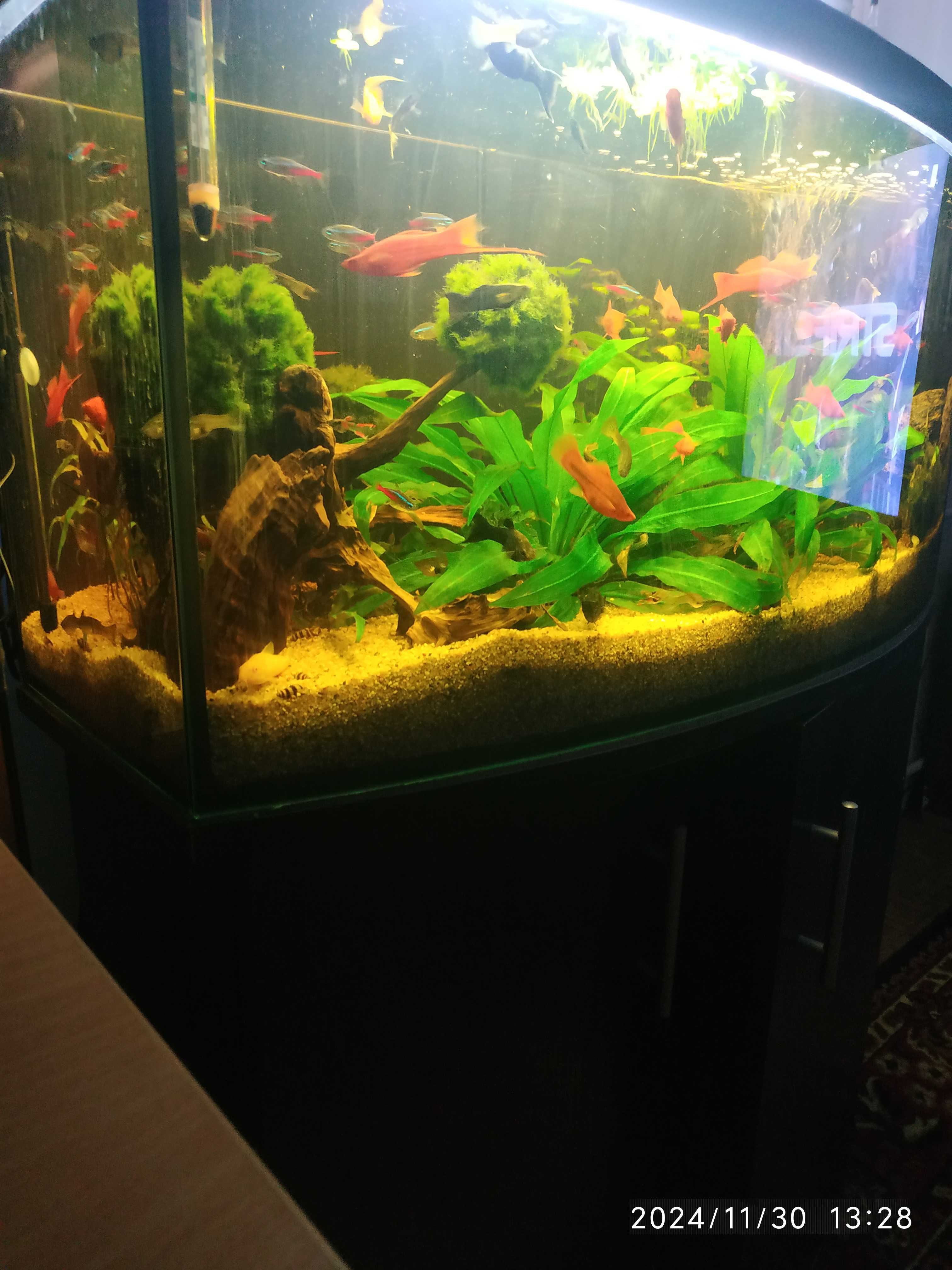 Sprzedam akwarium 120l z szafką i akcesoriami