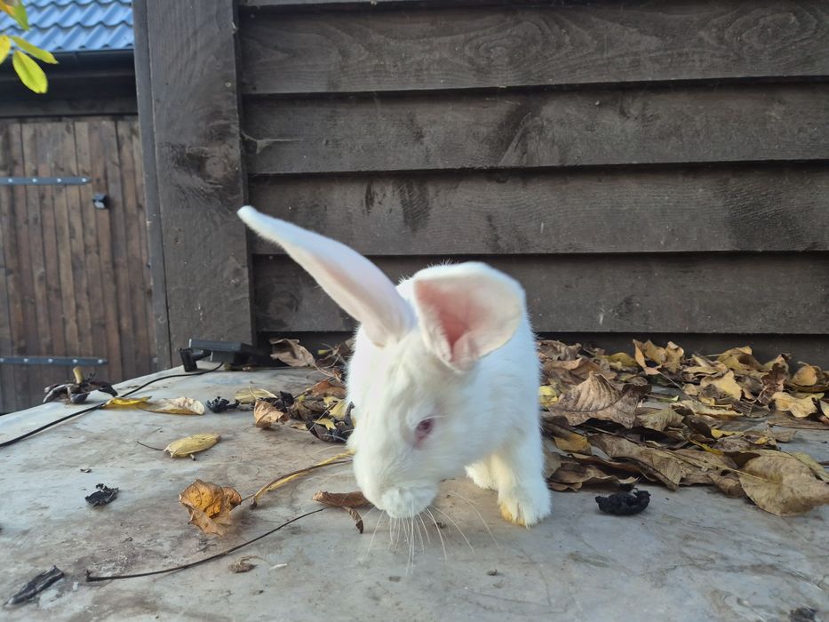 Sprzedam białego samczyka