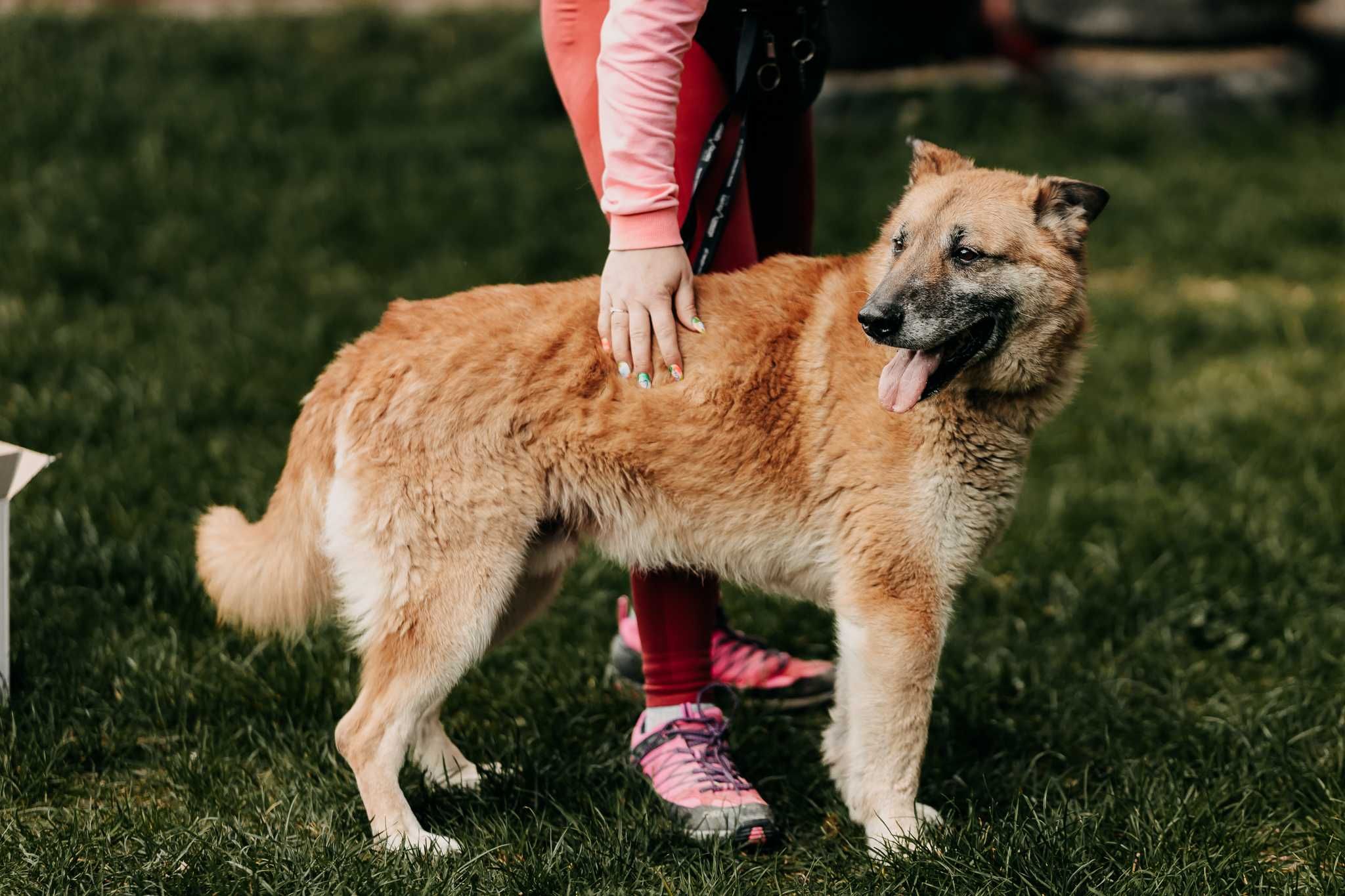 Miodek w typie owczarka poleca się do adopcji!!!