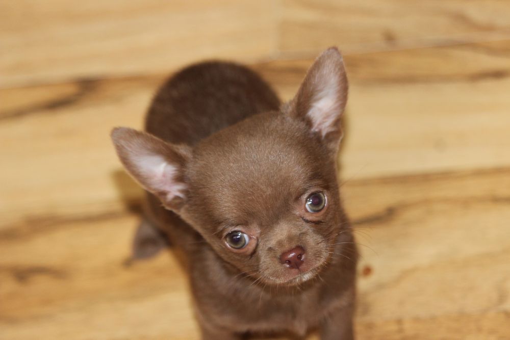 Chihuahua piesek