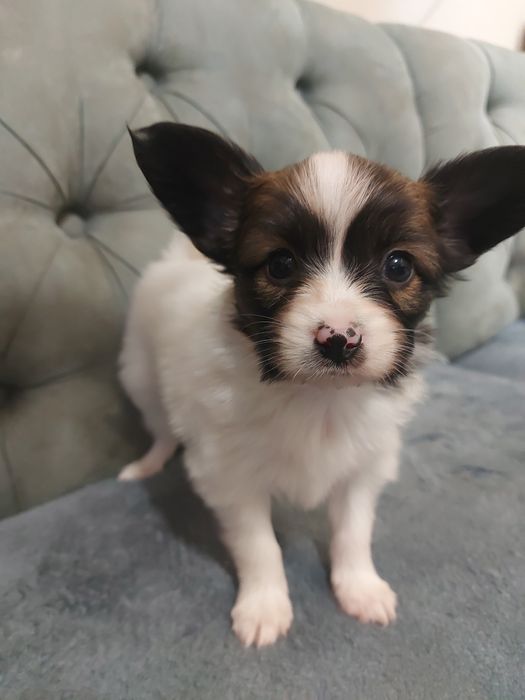 Лагідний папійон ( папільон)