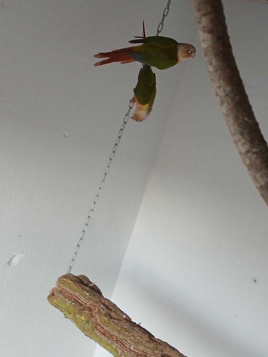 Vendo pyrrhura macho