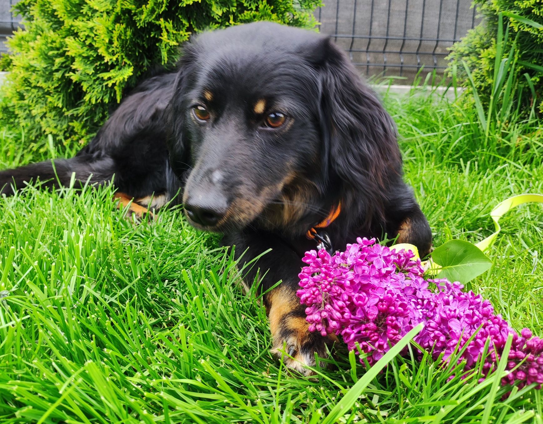 Porzucony jak śmieć piękny młody pies w typie Cocker Spaniel.