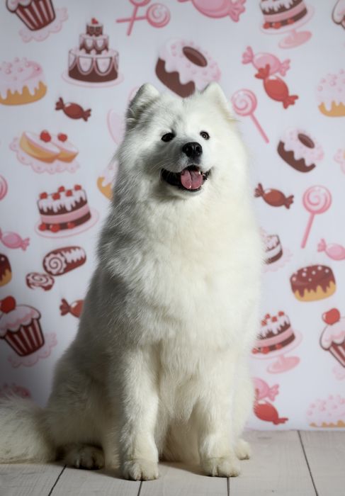 Zapowiedź miotu-Samoyed szczeniak2026r- ZkwP FCI