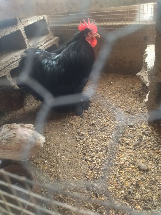 Vendo garnizas pekin