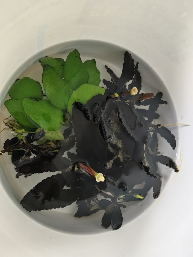Rośliny akwariowe, bucephalandra 3 rodzaje, Anubias gold