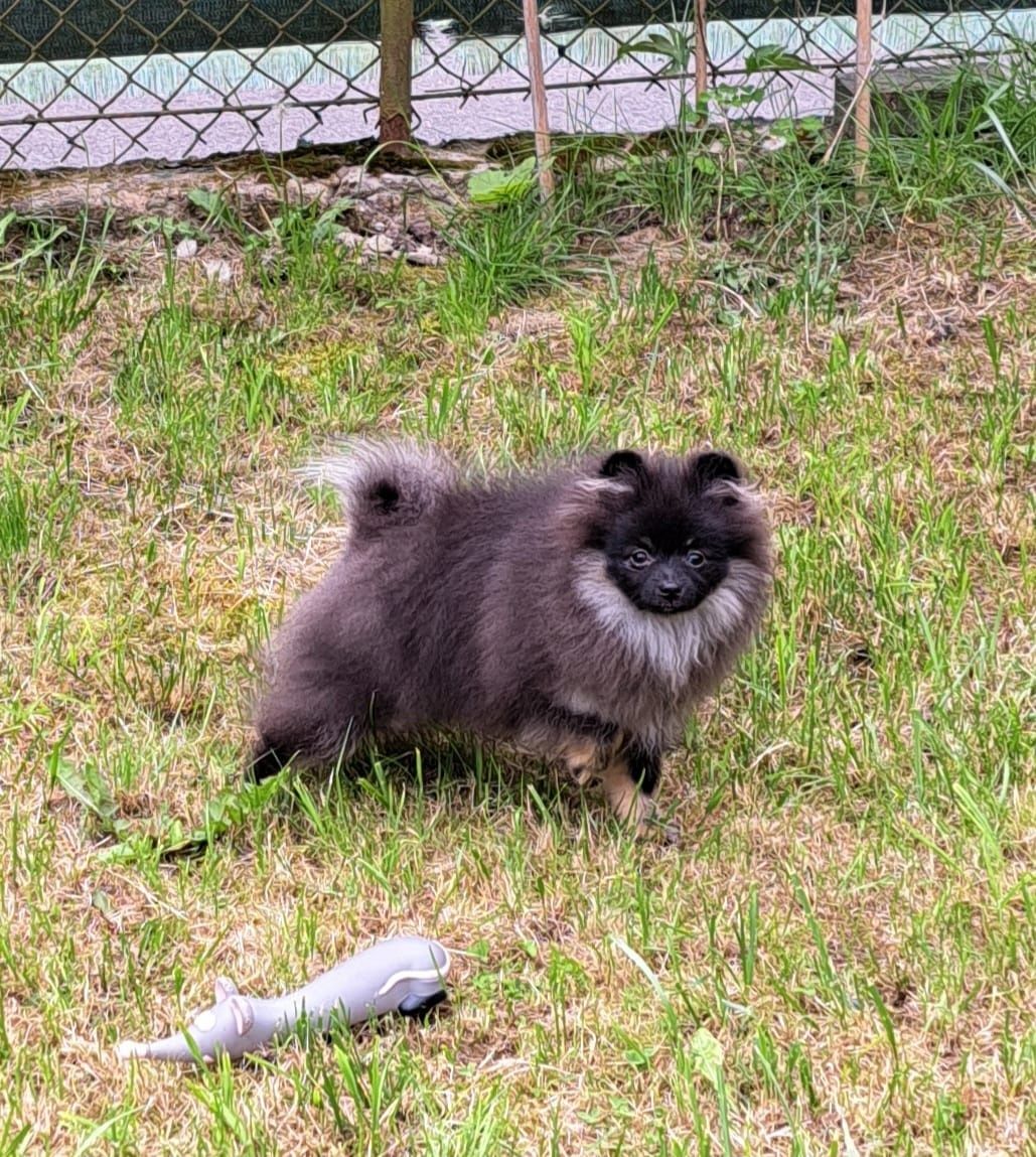 Szpic Miniaturowy Pomeranian