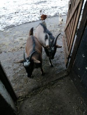 Sprzedam Koze i kozla