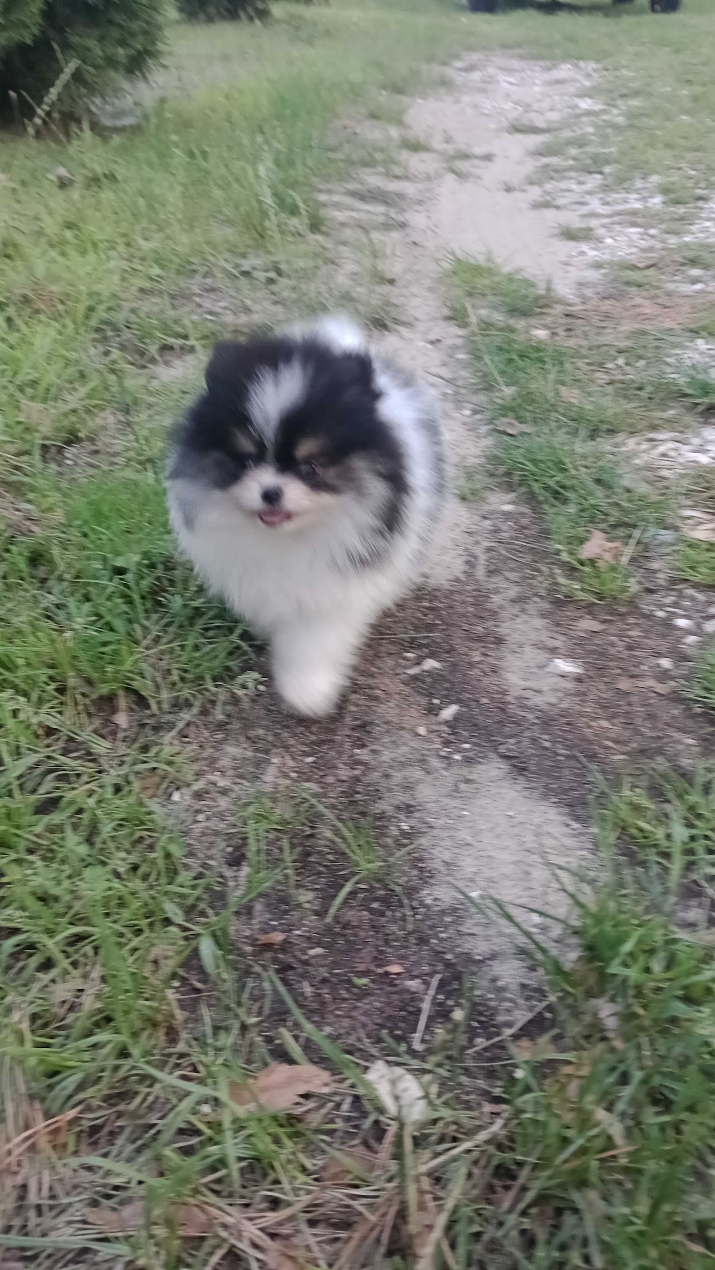 Chłopak Szpica Pomeraniana