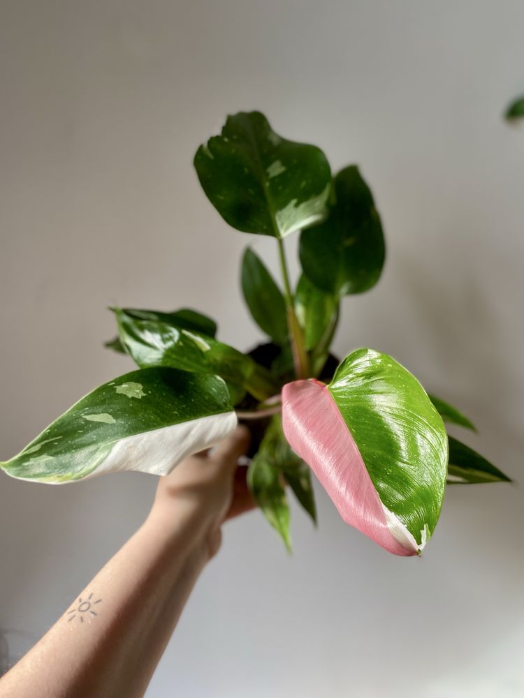 Philodendron pink&white w jednym