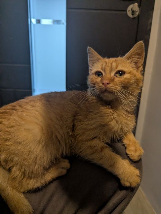 Руде Кошеня в добрі руки