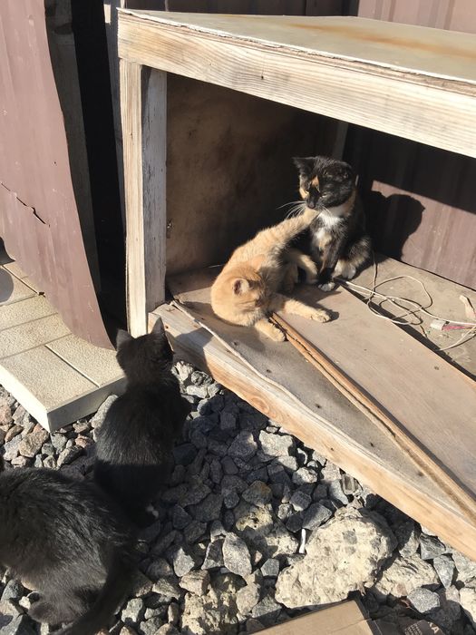 Гарні котята шукають новий дім. Дуже акуратні , ідять все. Три місяці.