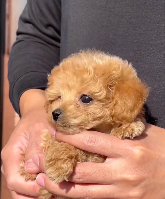 Милий хлопчик мальтіпу (найдрібніший з виводку)