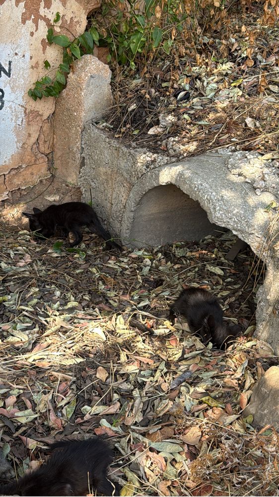 Gatos para adoção