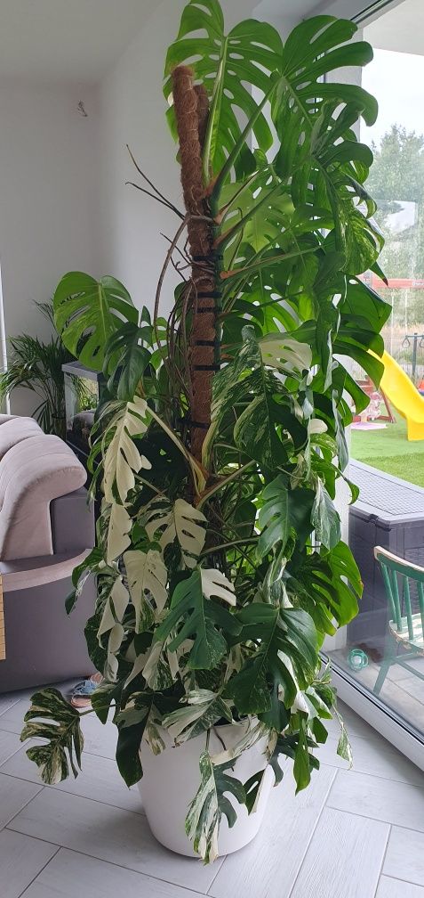 Monstera variegata
