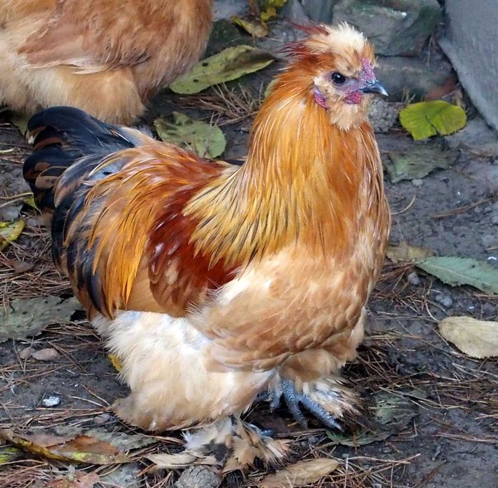 Silki Piękne Koguty