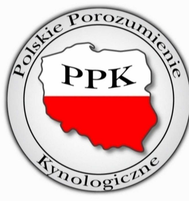 Pudel toy  piesek redbrown po Championce.