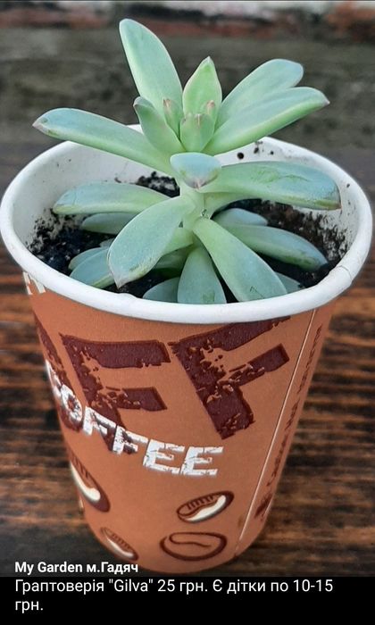 Сукуленти, ехеверія,гастерія,кактус