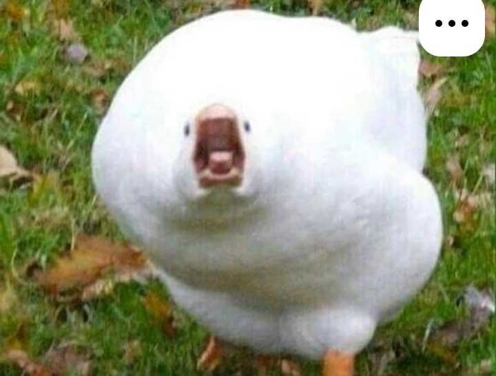 М'ясо гусей або живим весом.