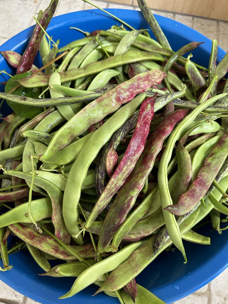 Batata nova biologica entre outros legumes