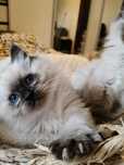 Kot Ragdoll Rag n