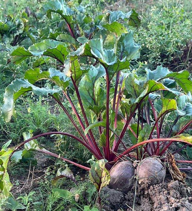 Buraki czerwone EKOLOGICZNE - bez nawozów i oprysków -Warszawa