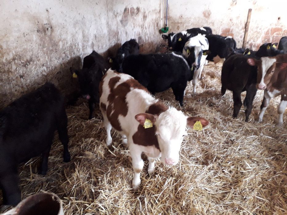 Cielęta, cielaki, byczki oraz jałówki mięsne, MM,MS,HF transport