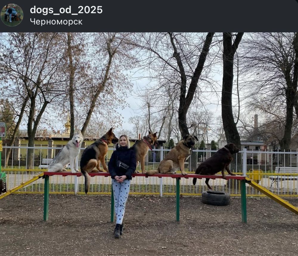 Гостиница для собак, Передержка и Дрессировка Собак, Отель