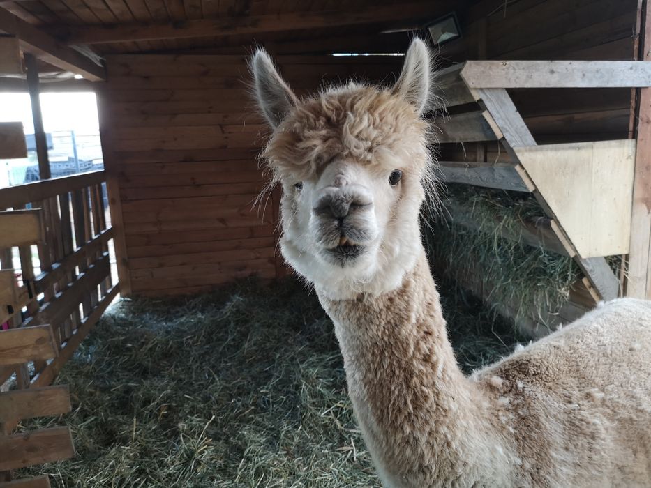 Alpaka Huacaya kotna samica 5 lat