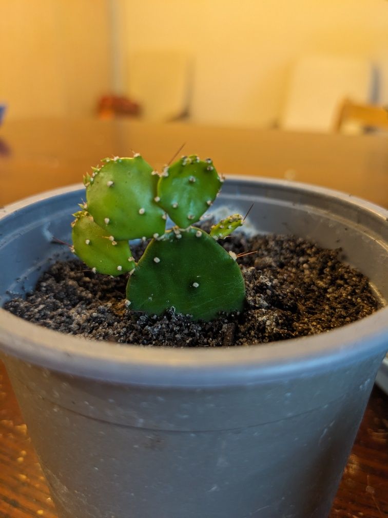 Kaktusy sukulenty aloes tygrys,i opuncja, noga słonia, sanseveria