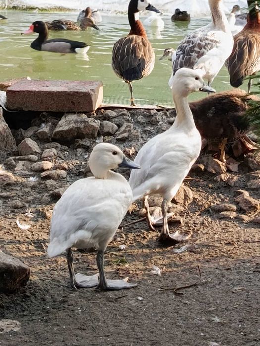 kaczki gęsi drzewice srebrne