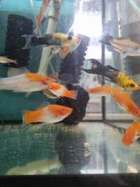 Ryba akwariowa - Mieczyk Koi