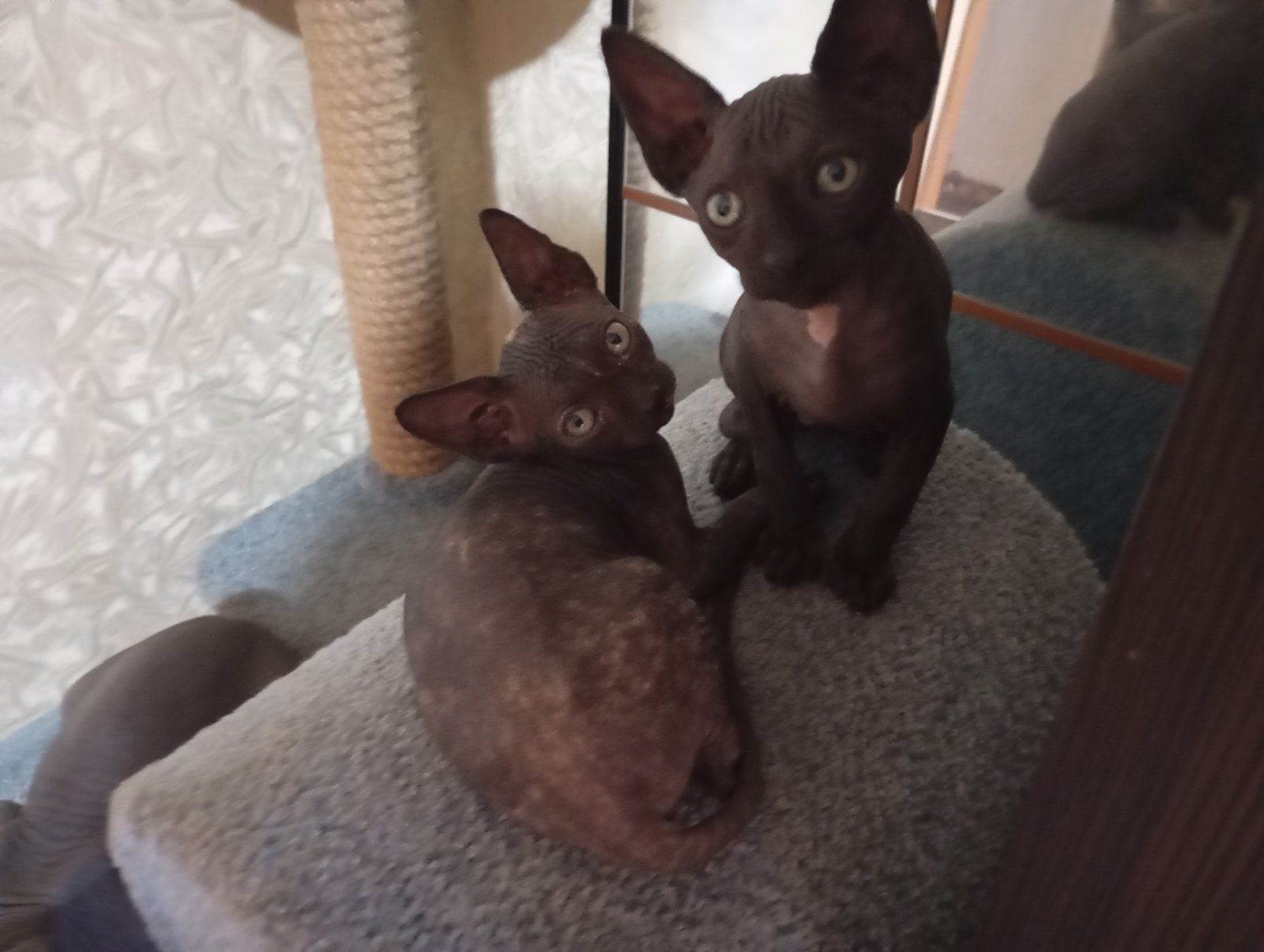 Кошенята сфінкс.