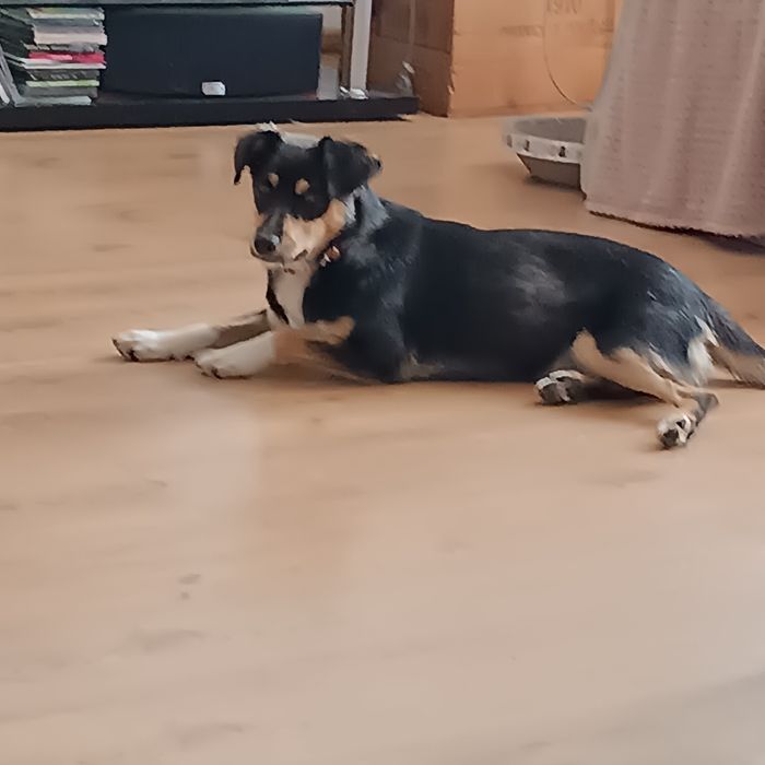 młoda, nieśmiała, mała sunia do adopcji