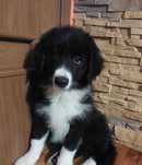 Border Collie piękny piesek czarno-biały