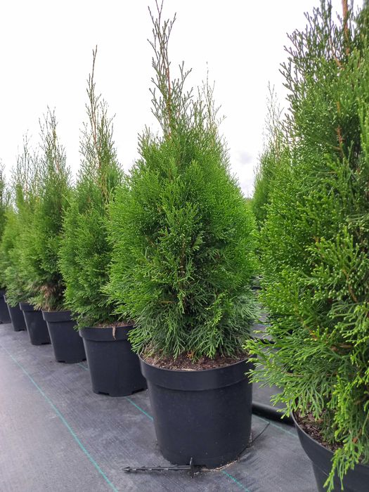 Thuja Tuja Szmaragd Thuja 100-110 cm Doniczka 10L