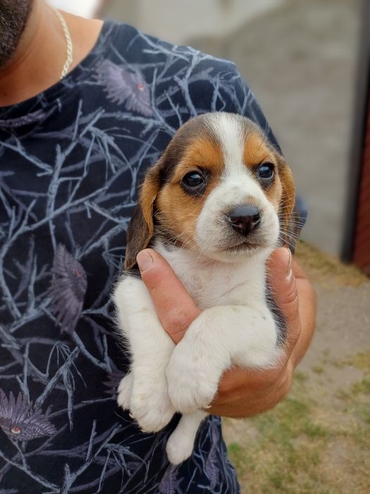 Suczka rasy Beagle