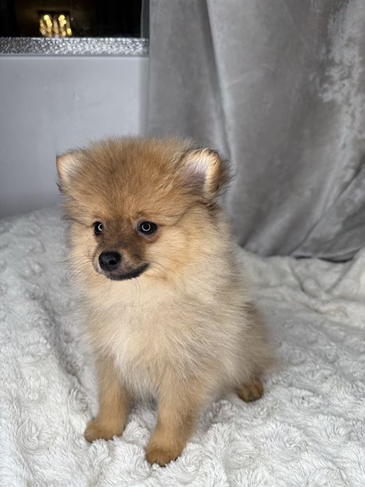 Pomeranian , szpic miniaturowy