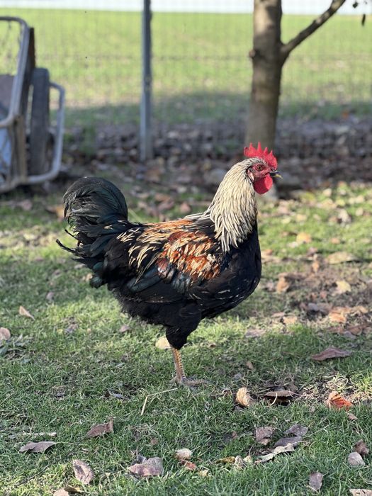 Kogut mlody sprzedam