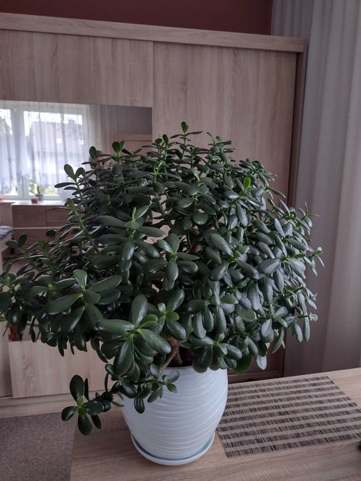 Grubosz,drzewko szczęścia.