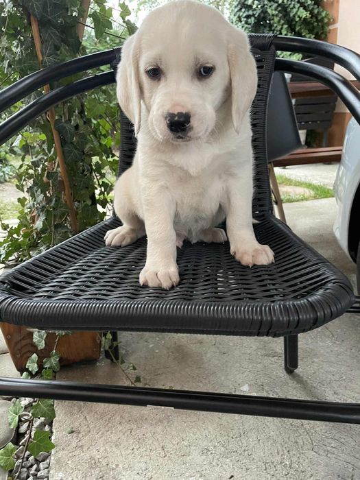 Szczeniak Labrador Retriever