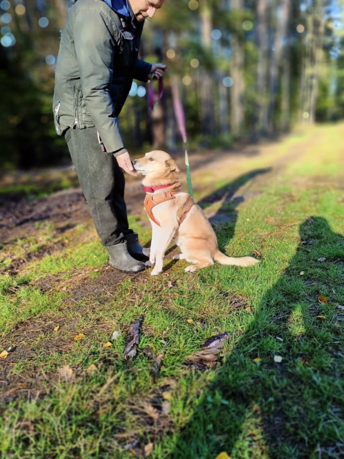 Młody Tofik w typie rasy Shiba Inu,radosny,aktywny,grzeczny pies