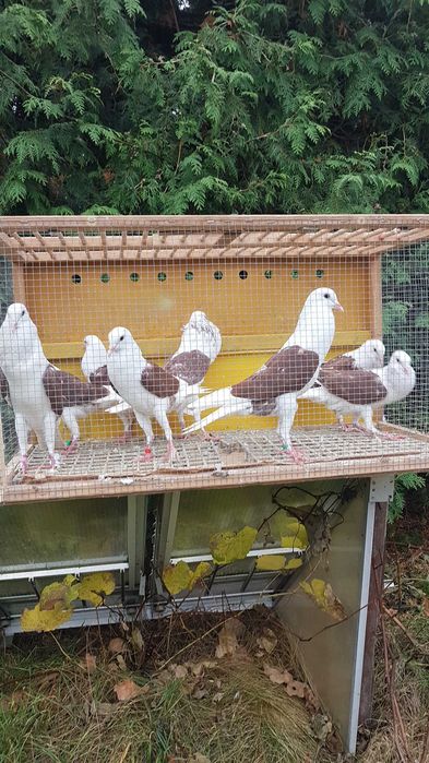 gołębie staropolskie garłacze vordsburskie