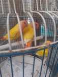 Agapornis opalinos lutinos e 1 macho branco lutino
