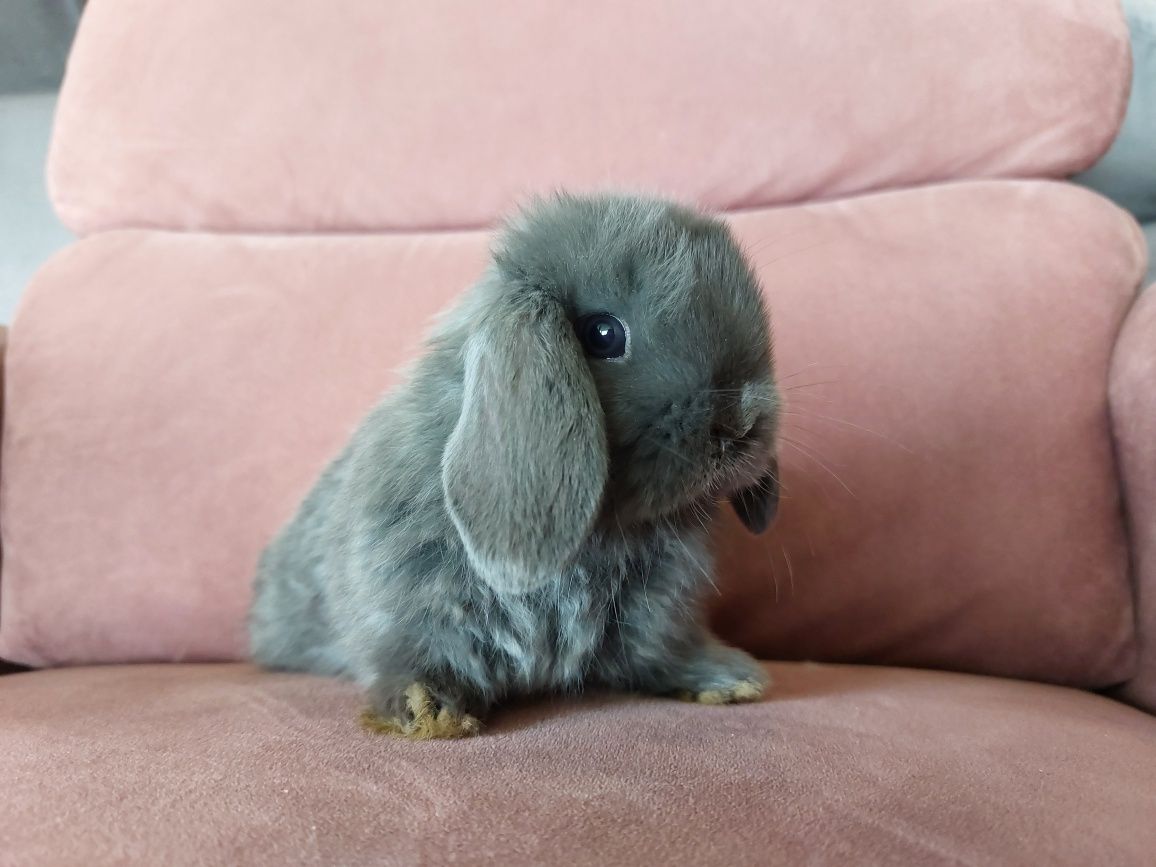 Królik Baranek Miniaturka MINI LOP