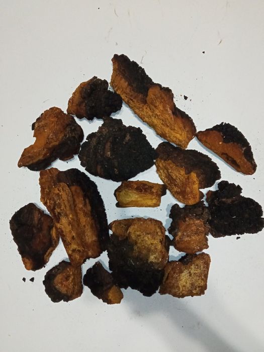 Сушена березова чага